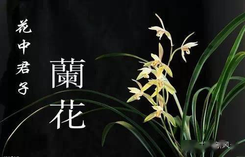 兰花在中国久负盛名,有花中君子的美誉,以香取胜,色泽宜人,迎寒怒放