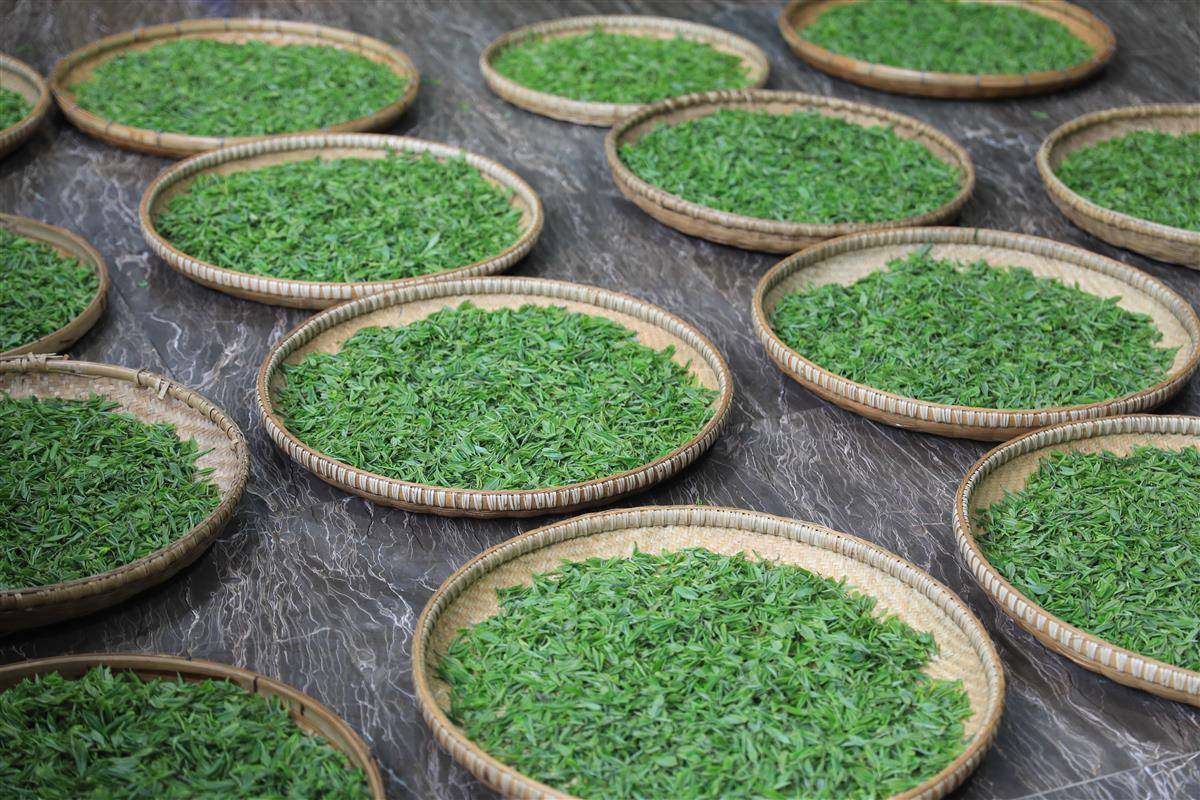 中国有机茶第一县,今日向世界发出这份邀请!_鹤峰_发展_茶叶