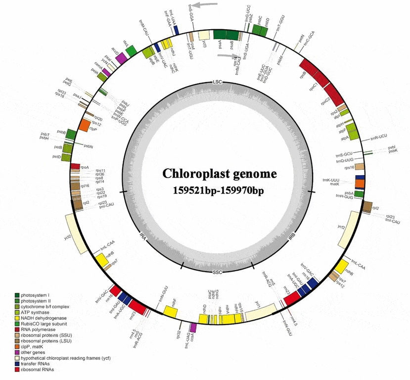 5月直播课:叶绿体基因组分析与发文突破_课程_答疑_科研