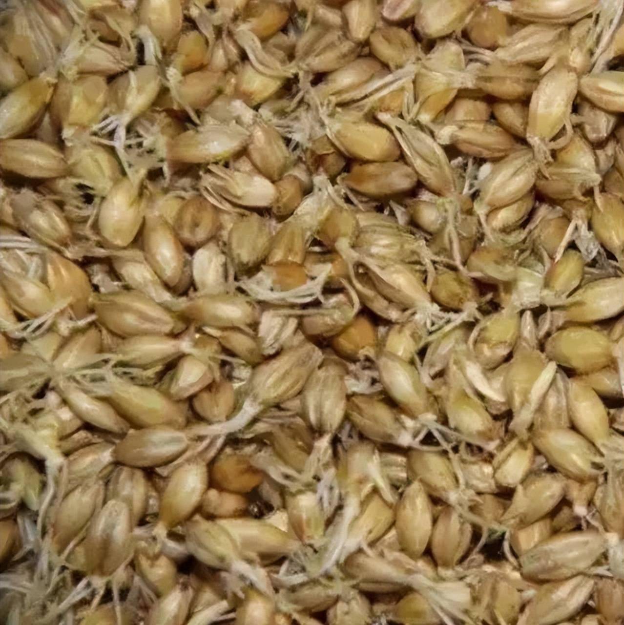 麦芽金灿灿疏肝行气回乳消胀价值高