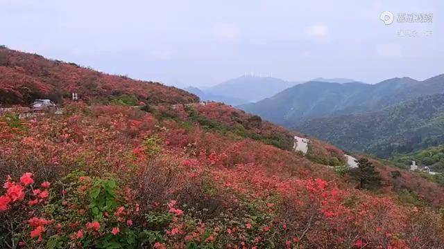 双牌阳明山杜鹃花图片