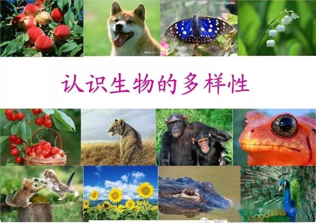 高中地理生物与地理环境的关系知识点总结_多样性_物种_入侵