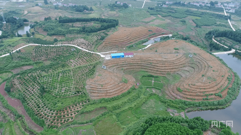 在麻阳县舒家村乡张公坡村,村支书田冬梅告诉记者,村集体成立了合作社