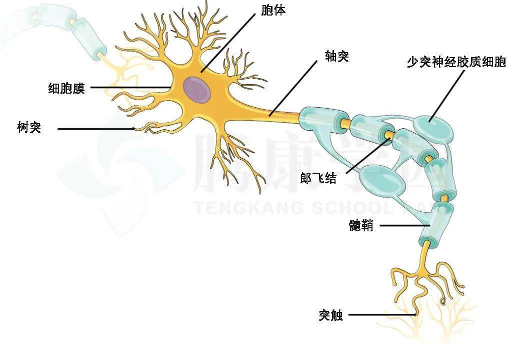 常见的神经元的类型分型