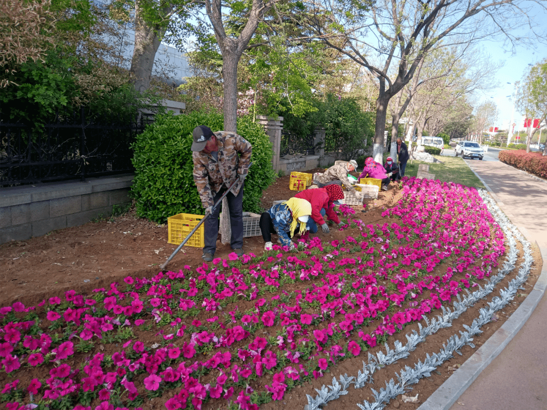 29万余株草花盛装打扮城区街头