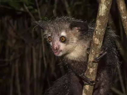 自然界最奇特的10種狐猴_物種_活動_生活