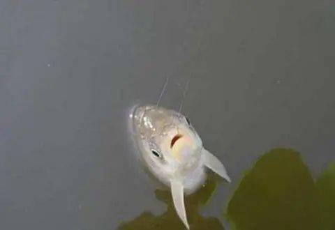 鱼线会挡鱼口 这个事还真不是因为鱼线太粗导致的 视力 竞技 鱼在