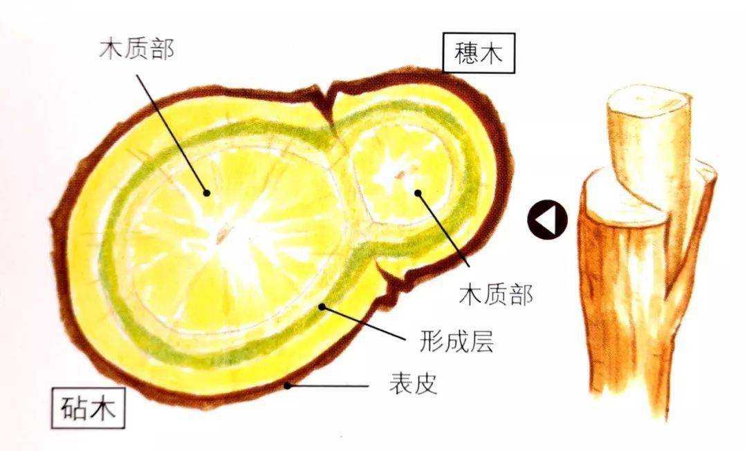 施行嫁接时,要使砧木与穗木的形成层都露出来