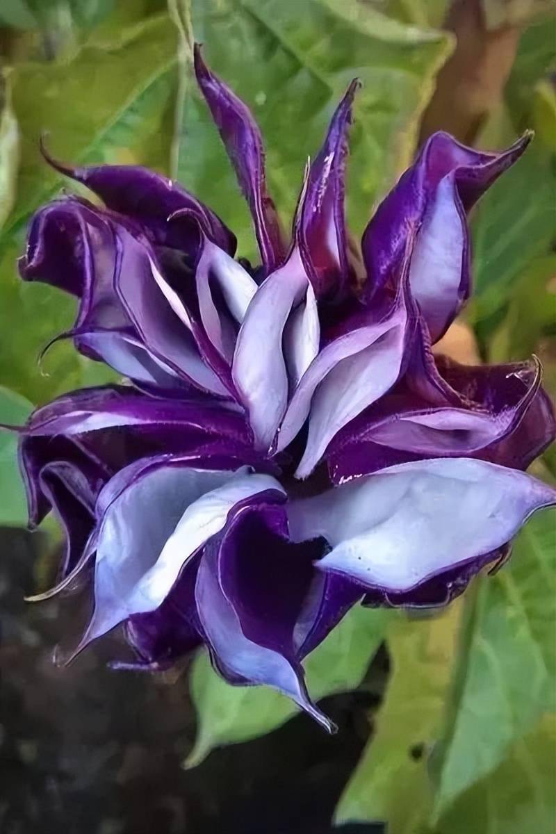 95种稀世奇花欣赏