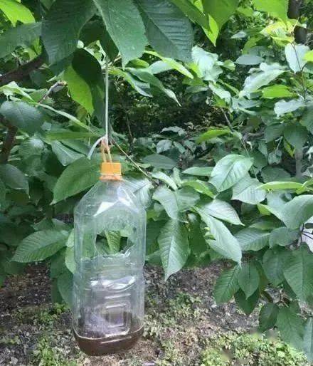 妙招诱虫糖醋液的制作及使用注意事项