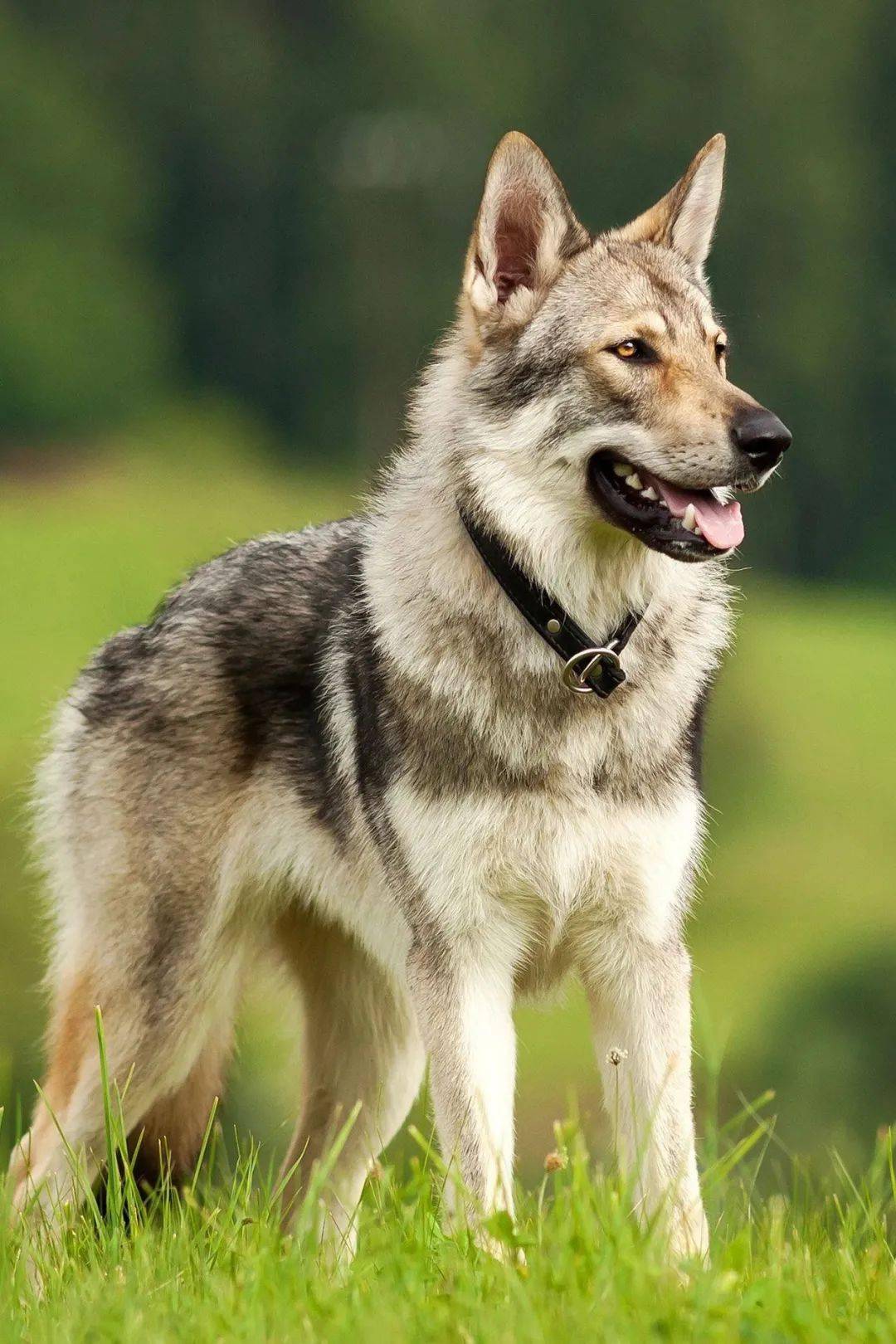狼犬的品种图片