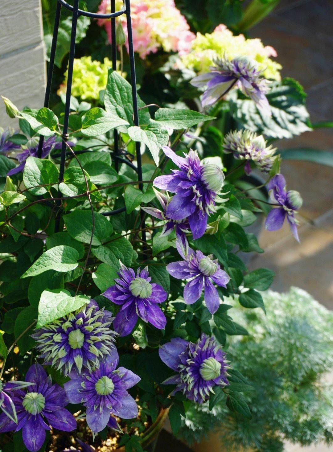 院子裡養花就養5種花多顏值高很好養變成浪漫小花園