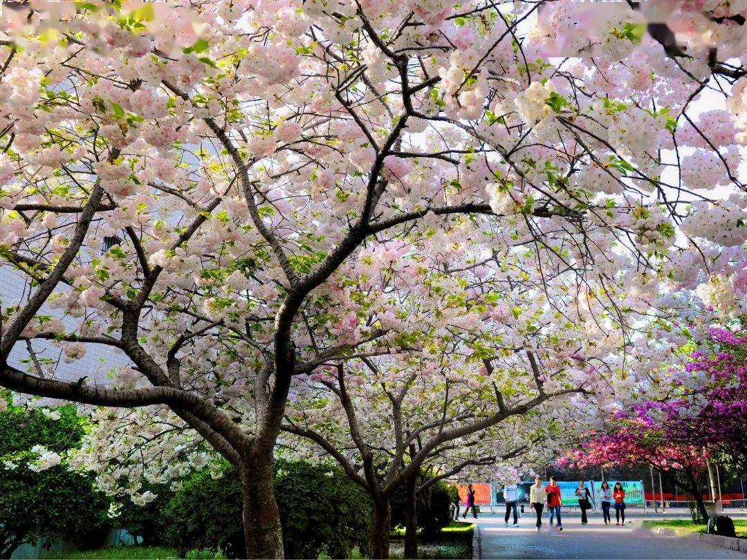 是樱花竞相开放河南农业大学与锐意进取的气魄学校筚路蓝缕的艰辛无声