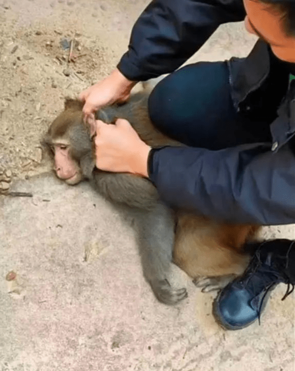 猴子挨打的表情图片图片