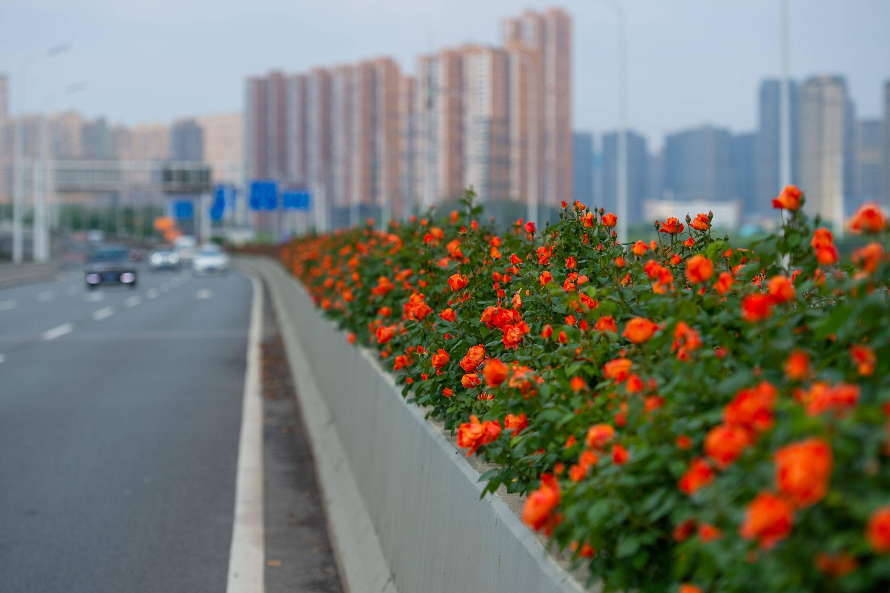 公路绿化花卉品种图片