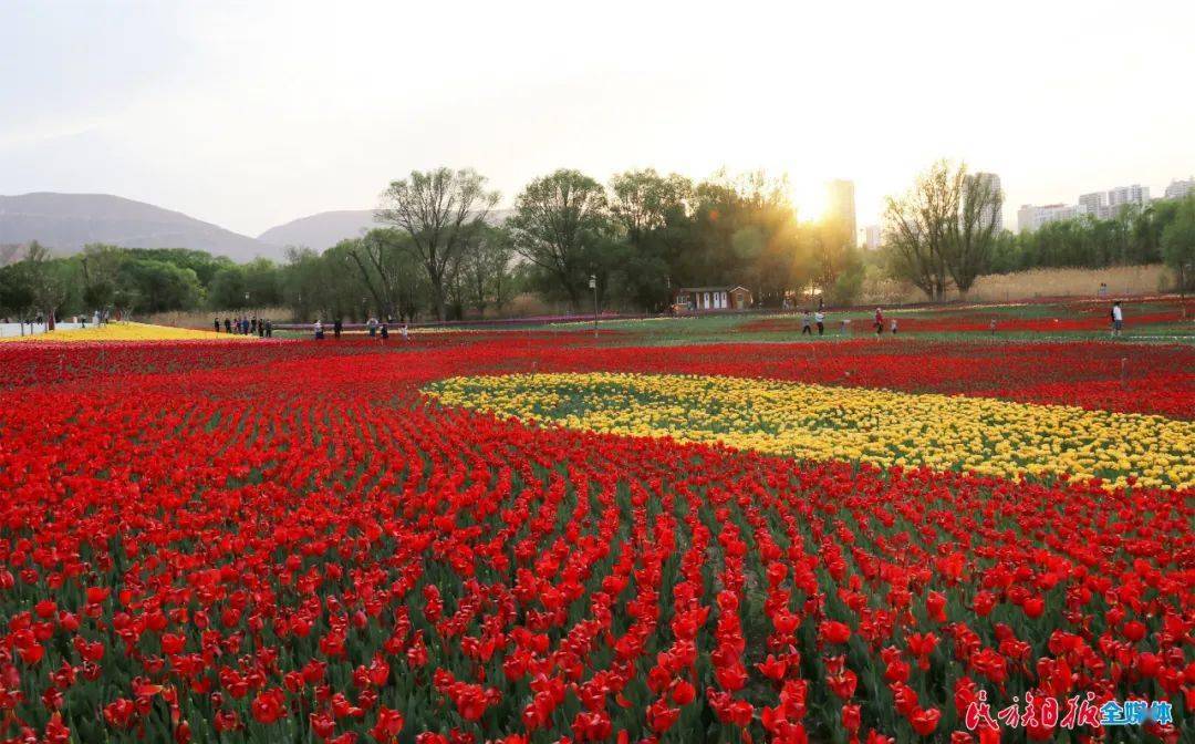 刘家峡花海图片