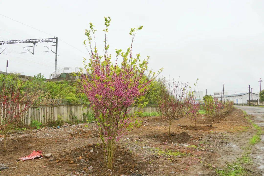 "全州站青年调车长王作雄看着站场旧貌换新颜,不由得竖起大拇指,"整治