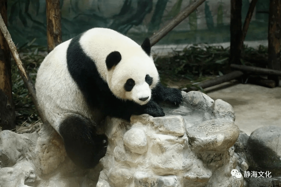 温泉酒店区,湿地公园区和设施农业区几大区域板块,囊括动物园