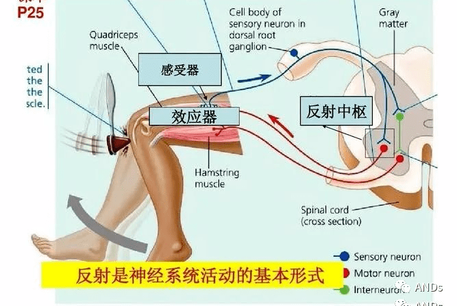 包括角膜反射,腹壁反射和提睾反射等.