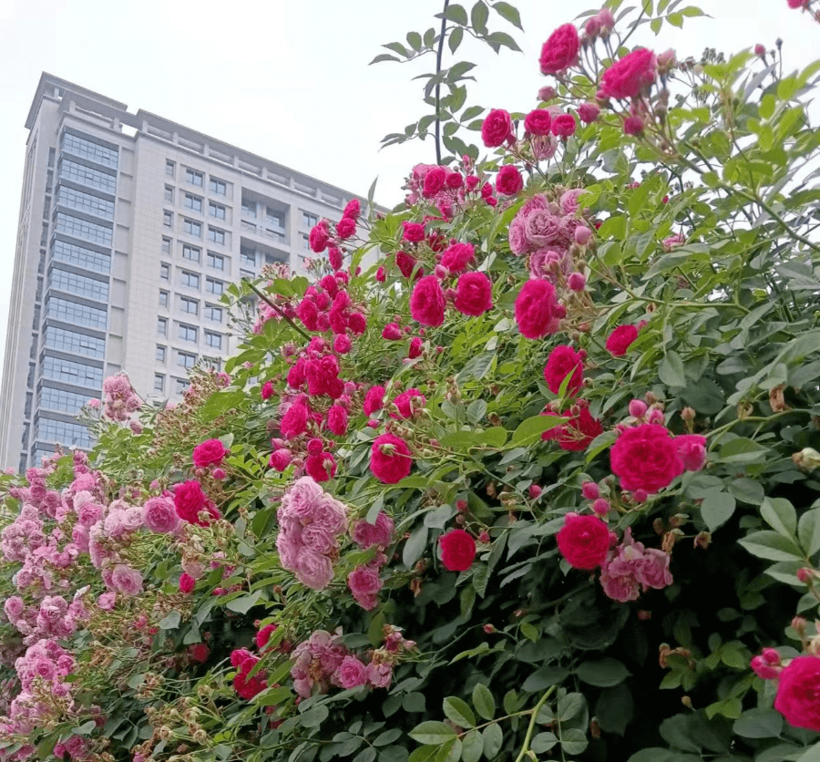 蔷薇花信61回声 ① | 一路播种 一路欢歌