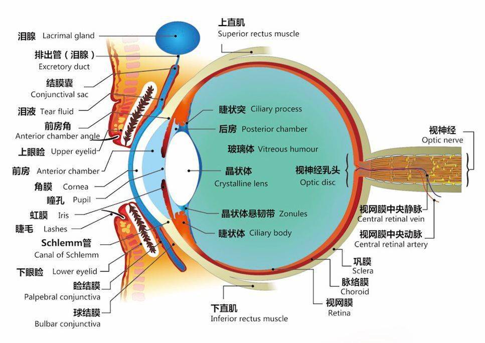 眼球矢状断面图近视度数越高的话,眼球就会被"拉"得越长.