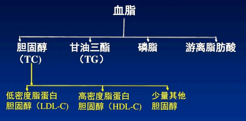 【生物课】血脂