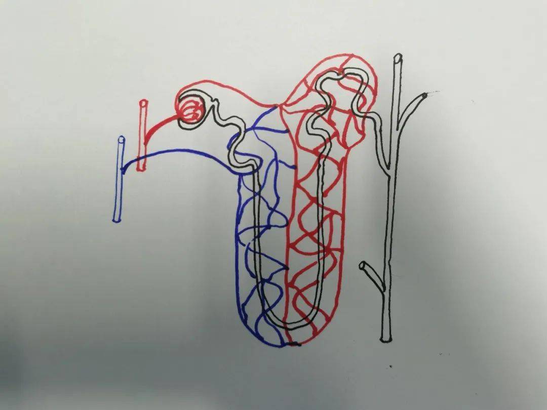 学生自制肾单位模型图片