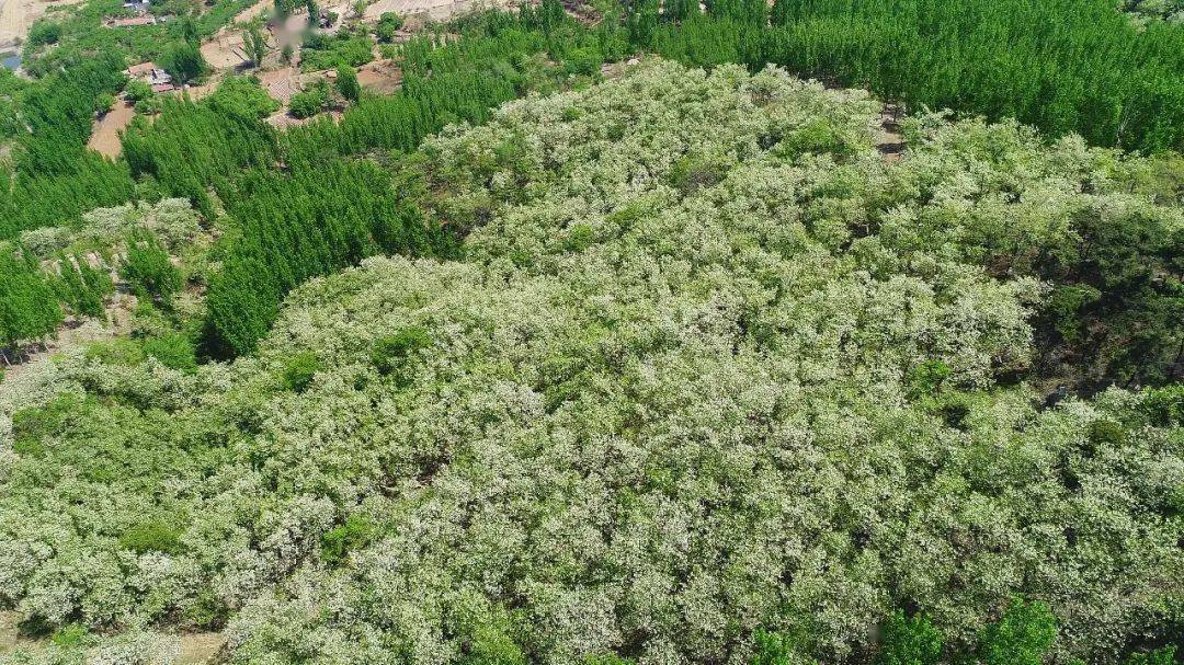 又是一年槐花开芬芳四溢香满山