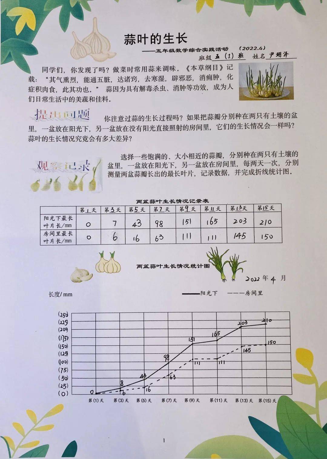 蒜叶的生长折线统计图图片