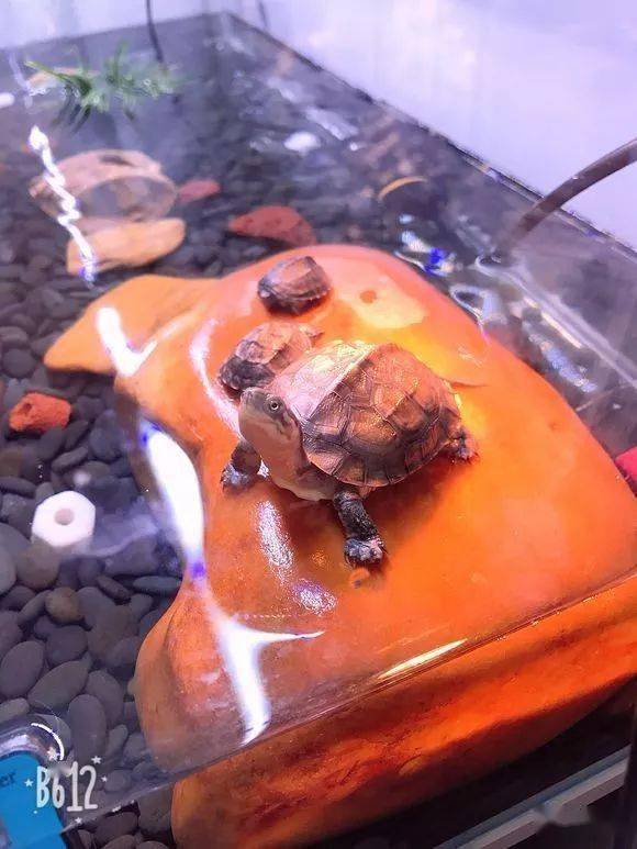 千万不要怀疑,跟着水族圈来看龟龟造景!_进行_水草_问题