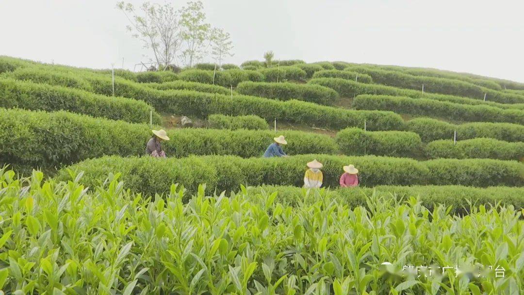 怀集新岗茶场图片