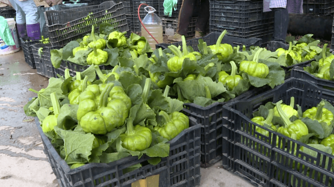 龙武镇:姜柄瓜喜获丰收~_种植_石屏县_收入