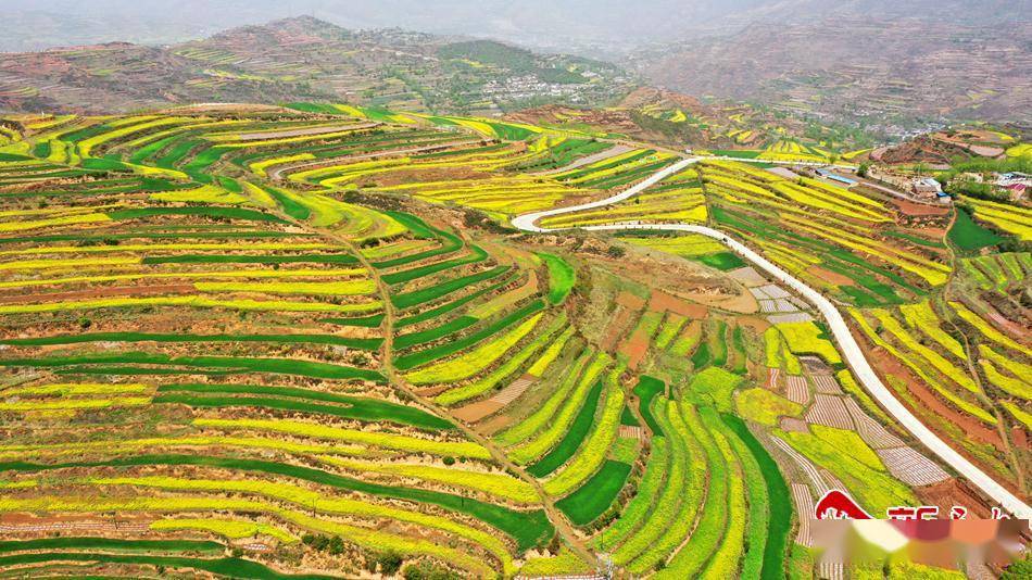 武山龙台油菜花海图片