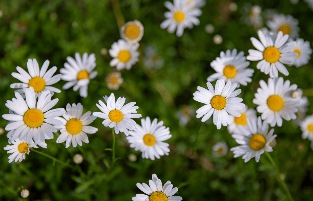 西昌小雏菊花开烂漫,景美人少无门票,打卡安排起~_蒋莉_初夏_气息