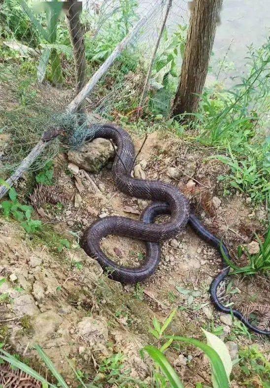 山东临沂一村民街头散步时,突然窜出一只3米长眼镜王蛇……_毒蛇_救援