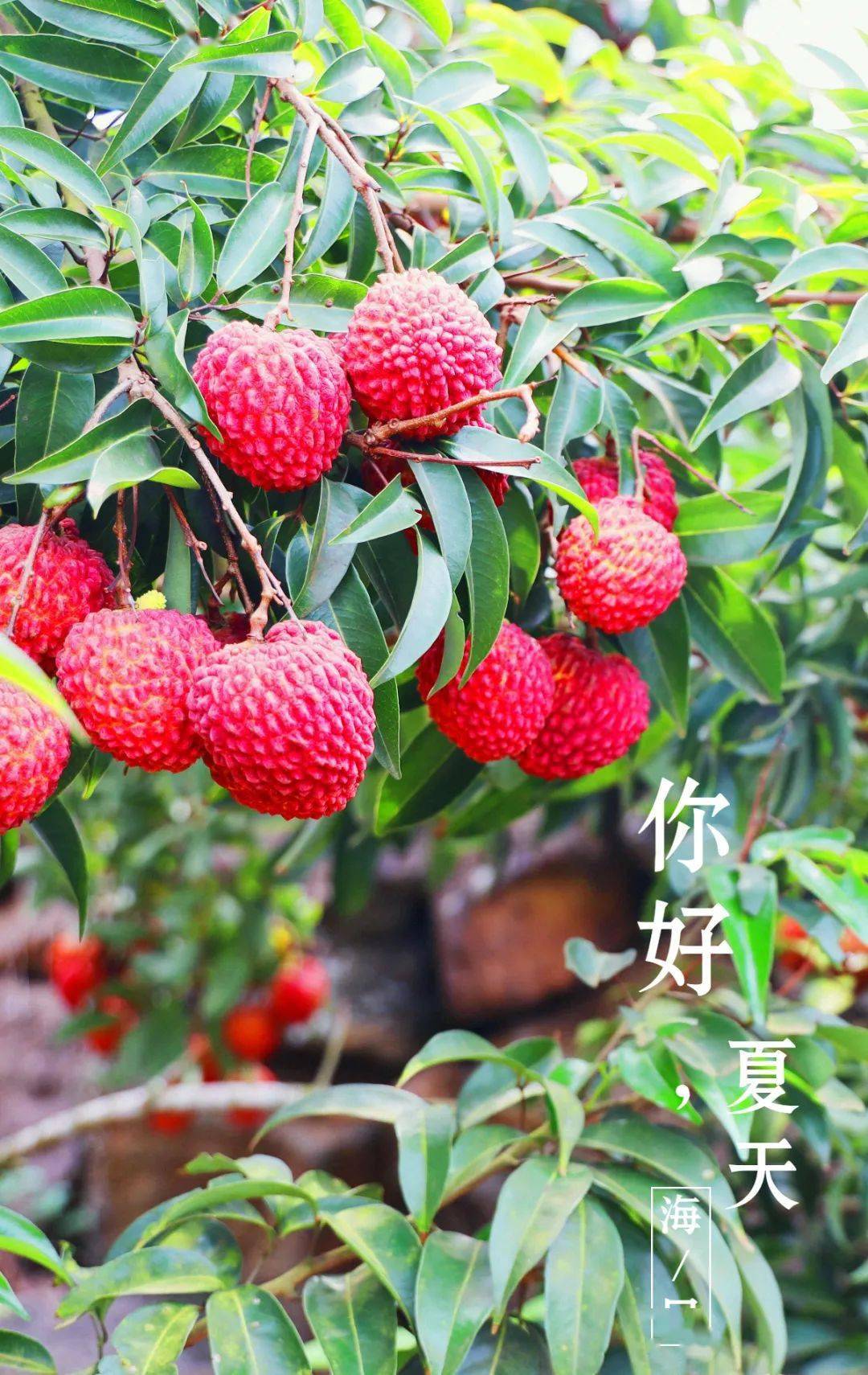 【组图】一入夏,就想去海口_旅游_李小青_王林