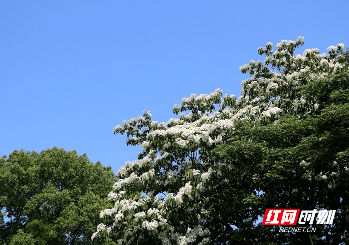 新田 油桐花开片片落恰似飞雪降人间 树型 陈安 纸伞