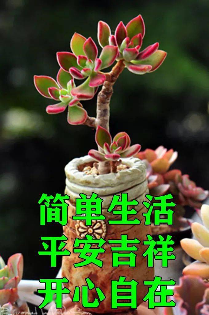 最漂亮早上好动态表情图片大全早晨好动图美图大全