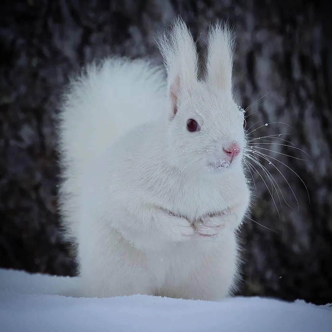 世界上非常非常罕見的白松鼠雪地裡的精靈