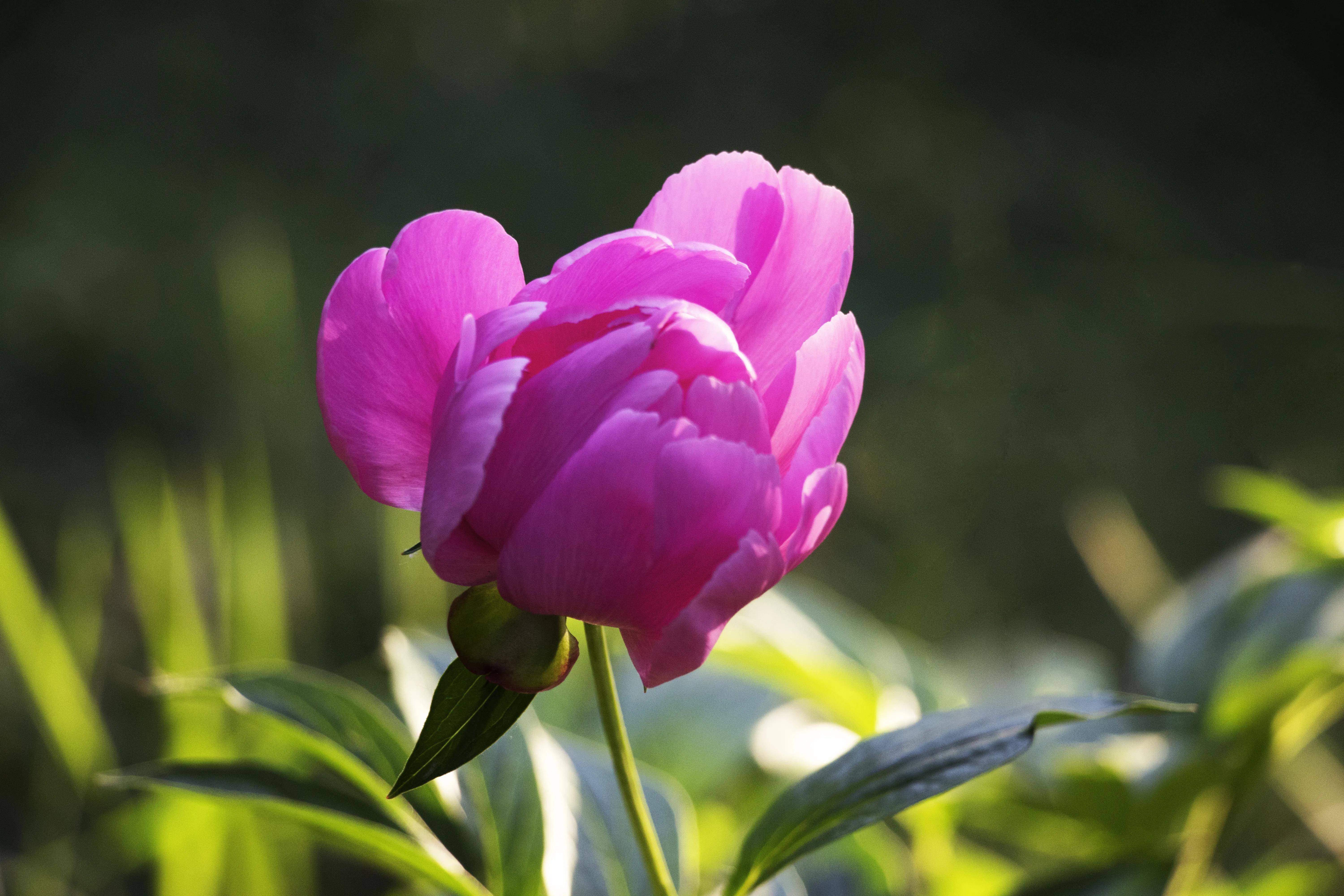 如此初夏 一朵花 一份美 一朵花 初夏