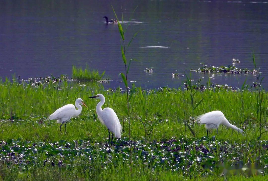 湿地公园的诗歌图片