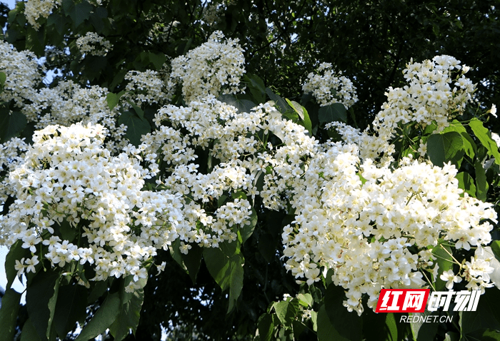 新田 油桐花开片片落恰似飞雪降人间 树型 陈安 纸伞