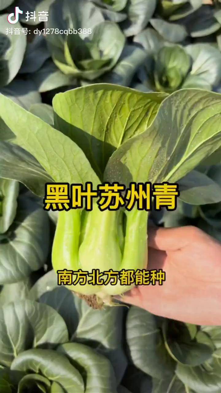 黑叶子的油菜黑叶苏州青肉厚梆脆苏州青油菜三农在家种菜农村生活阳台