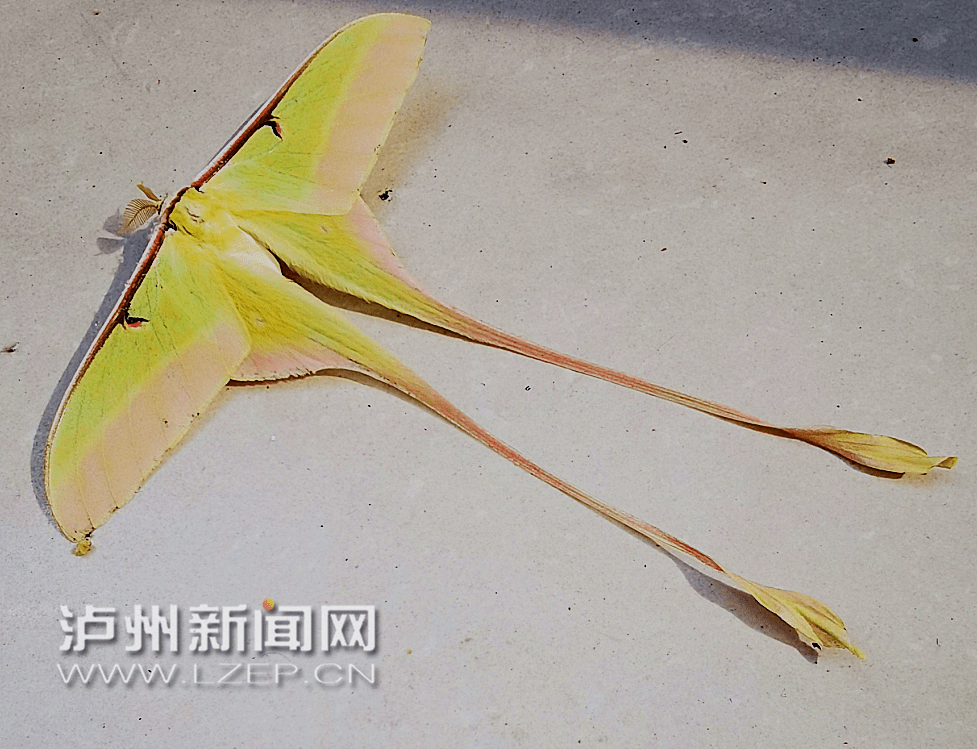 世界上尾突最长的蛾子现身古蔺它长这样