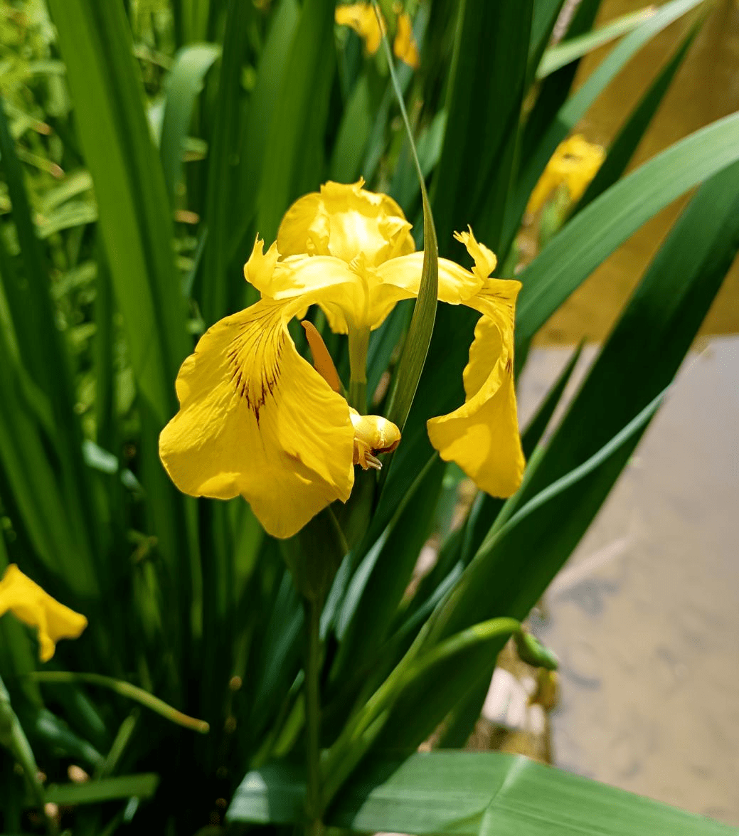 五师工程练师能上好一堂课五十六春之花语美育系列课程