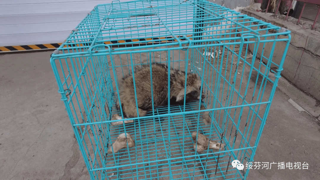 貉子不幸落水 眾人出手相救_王豔波_救助_接種