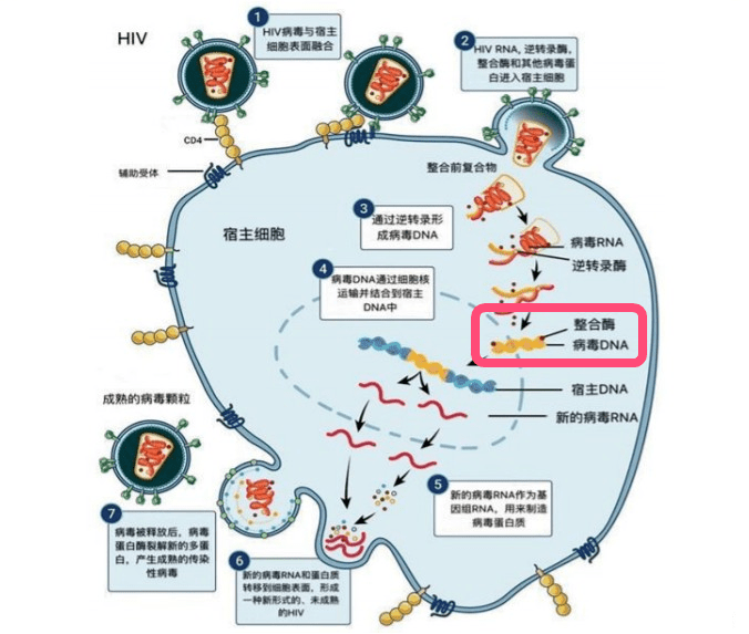 艾滋病的发病机制图解图片