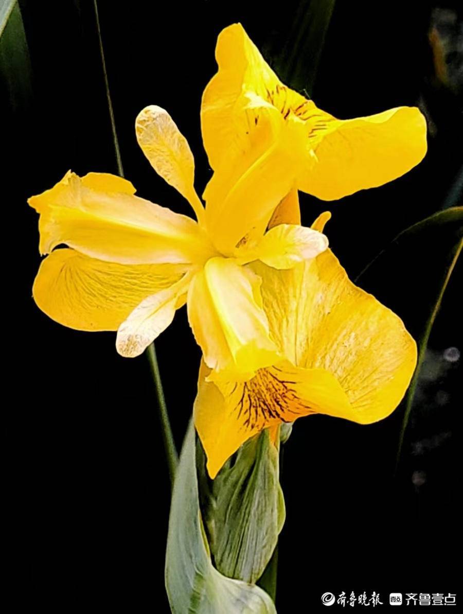 黄菖蒲开花金灿灿 陆生 玉带 马头镇 黄菖蒲开花金灿灿 陆生 玉带 马头镇
