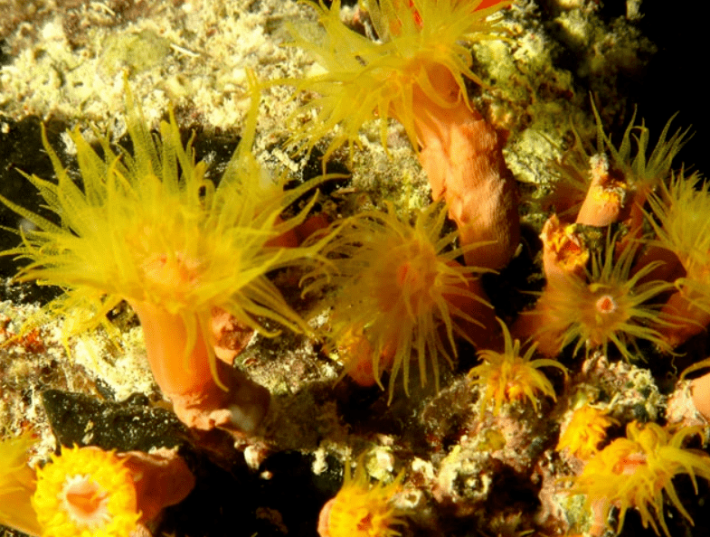 取自「コーラル(coral,珊瑚」和「シーアネモネ(sea anemone,海葵」