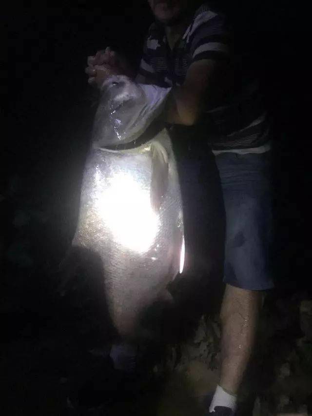 夜钓一条55斤巨鳙,光鱼头就够吃几餐